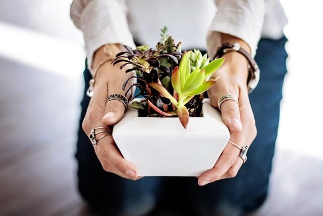 Love Lingo Talk positive to plants